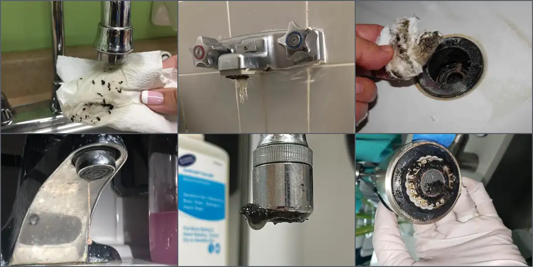 Examples of biofilm containing bacteria