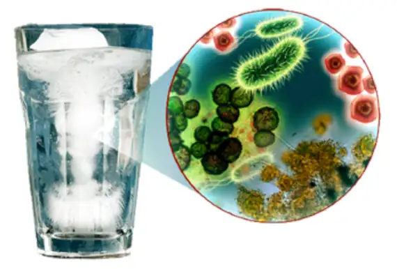 Microbes that can be found in a glass of water