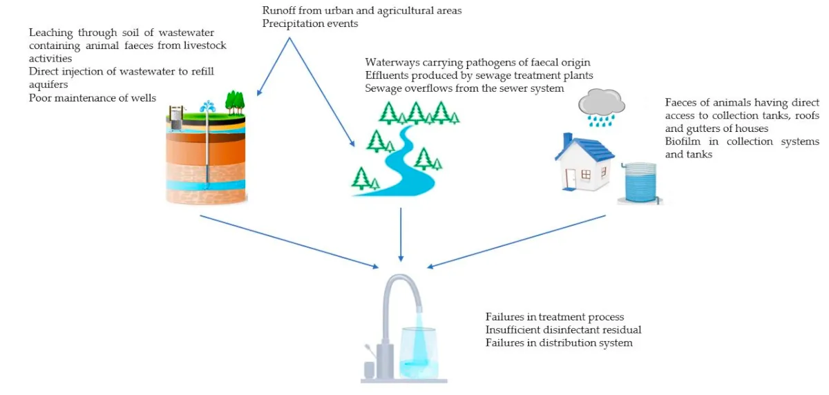 Shows how borehole, stream and rain water can become contaminated with germs