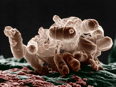 Microorganism under the microscope slide 5