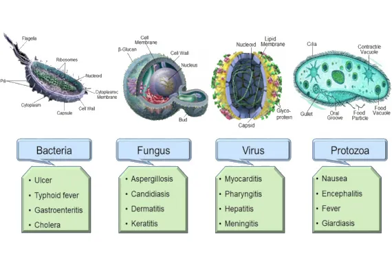 List of various health problems that can be caused by bacteria, fungus, viruses and protozoa in drinking water